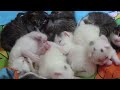 ♥ ♥ ♥ Tranche de vie de mes huit nouveaux chatons - Slice of life of my eight new born kittens