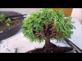 How To Make a Bonsai Tree From a Nursery Stock Tsukumo