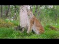 African Safari 4K UHD 🌎 Beautiful wildlife movie with relaxing music, relieve stress and fatigue