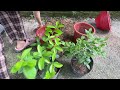 Technique for propagating lemon trees at home is the simplest and fastest for beginners