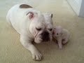 Elvis the Bulldog Puppy reads his mom the riot act
