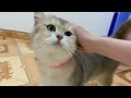 New Cute and Funny Animals 2024 🤣 Funniest Cats and Dogs Videos #41