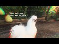 Silkie Chicken pets| ostriches | farm house