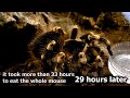 Large brutal tarantula kills mouse (Acanthoscurria geniculata)