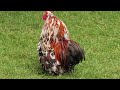 Fat rooster boss