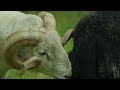 2 Rams Establish Dominance Ahead of Mating Season 🐏 Wild Tales from the Farm | Smithsonian Channel