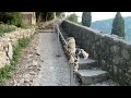 Montenegro. Hiking the Fortress of St. John (Kotor Fortress). Bay of Kotor