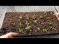 How To Successfully Deal With Leggy Tomato Seedlings