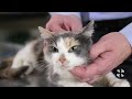 How to Safely Trim a Cat's Nails | Vet Tutorial