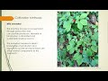 Growing Ginseng with Success - Webinar Recording
