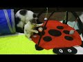 MALE CAT ALMOST EAT THE KITTENS