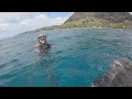 HUGE SEA TURTLE RESCUE!  (Green Sea Turtle entangled in fishing line)