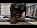 Miniature Schnauzer Puppy First Day at New Home!