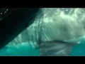 Great White Shark - Biting Sharks Gansbaai 2009 cage diving