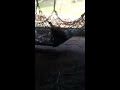 Baby orangutan at the Phoenix Zoo