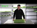 How to grow Arugula Microgreens