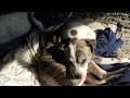 Ex aggressive dogs learnt to get along & live together. Old videos 3+ years will show how it is done