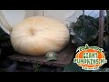 THE timelapse of 2022 | From seed to 300 kg pumpkin
