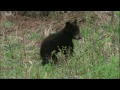 Missing Cub | Big Bear Diary | BBC Earth