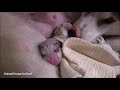 Husky Malamute screams giving birth to her first puppy