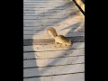 Wacky Squirrel at Congaree National Park asmr