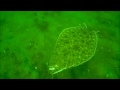 Incredible Underwater Flounder/Fluke Fishing Behavior!
