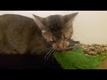 George my crazy lorikeet with his cat mate