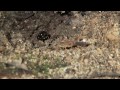 Marbled Scorpion Vs Trap Jaw Ants | MONSTER BUG WARS