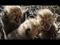 Captive Born Rewilded Cheetahs Have Wild Born Cubs