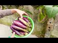 No need for a garden, grow eggplant at home with many fruits and high yield