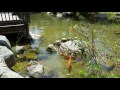 Goldfish pond at Knotts Berry Farm. Filmed in 4K (sorta) with a Samsung Note 4.