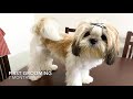 Journey from 7 weeks to 11 months  | Shih Tzu growing up | Mimi Shih Tzu