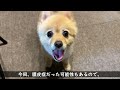 【ご報告】愛犬の体に腫瘍のような物ができたので病院に行ってきました…