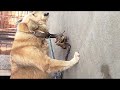 Собака ест мясо. Dog is eating meat.