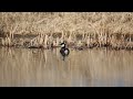 Hooded Merganser Preening