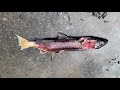 Swimming Upstream (Alaskan Salmon Migration)
