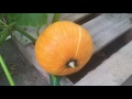 Hand pollination results in kabocha squash