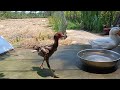 Laugh Out Loud! The Funniest Animal Videos of 2024 #3