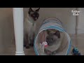 Once Loving Siamese Cat Couple At War Every Day | Before & After Makeover Ep 40