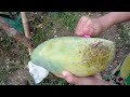 MANGGA DALAM POT || CARA MENANAM MANGGA DALAM POT AGAR CEPAT BERBUAH. SOLUSI UNTUK LAHAN SEMPIT!