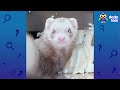 Where Is This Ferret Hiding Our Socks?? | Dodo Kids | Mystery Animals