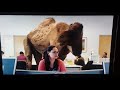 Geico hump day camel commerical