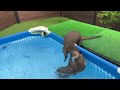 [Original Video] Otter Being Spun Round in the Water