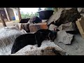 Baby GOATS Sleep by the Fire