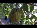Visit Fruit At farm in Cambodia - Delicious