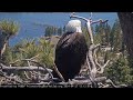 Bald Eagle Bird Watching of Jackie & Shadow in Big Bear April 27, 2024