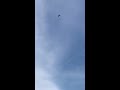 Huge Hawk attacks RC Airplane!