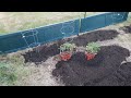 City Gardening / Garden tour
