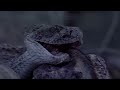 The Lethal Western Diamondback Rattlesnake | Real Wild