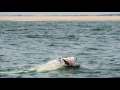 How I Got the Shot: Photographing Great White Sharks off Cape Cod | National Geographic